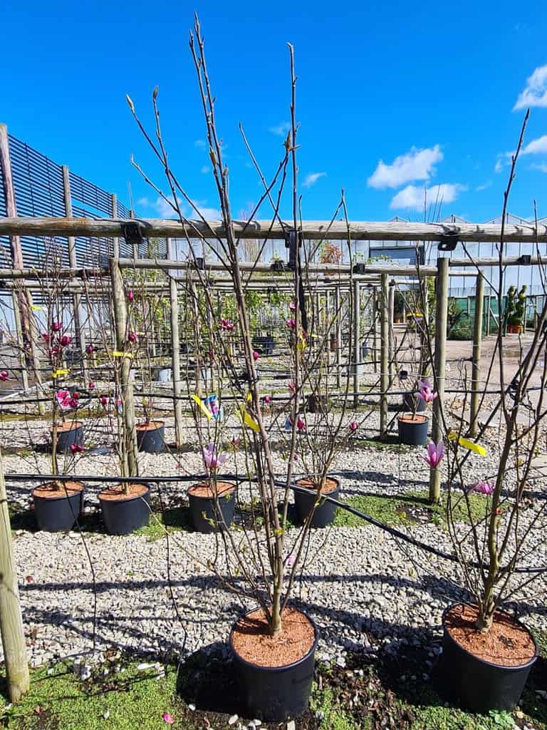 Magnolia 'Galaxy' 300-350 cm